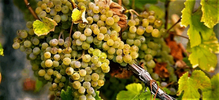 🚩|| 𝐑𝐀𝐃𝐈𝐎 ® 𝐏𝐀𝐍𝐓𝐄𝐋𝐋𝐄𝐑𝐈𝐀 || 🚩 “La vite ad alberello e l’agricoltura eroica dei panteschi”