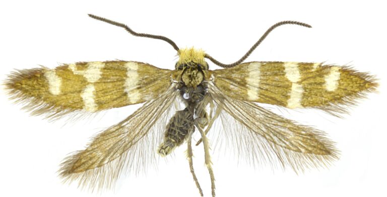 Pantelleria, scoperta una nuova specie: la Micropterix vulcanica| ๐๐๐๐๐ ยฎ ๐๐๐๐๐๐๐๐๐๐๐