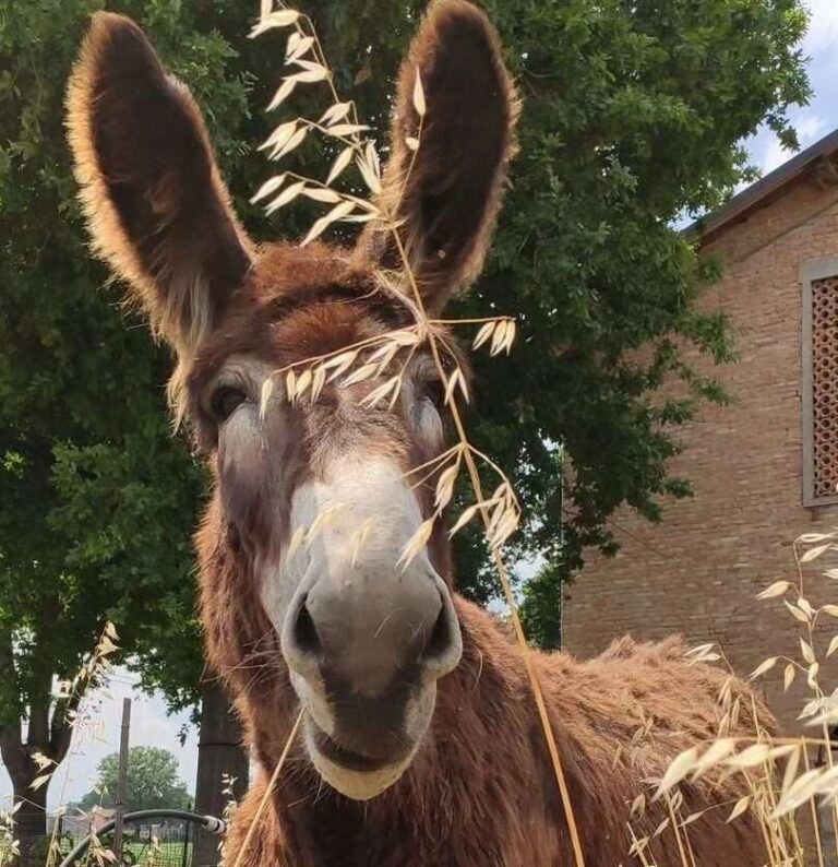 Fieracavalli 2025: lo straordinario ritorno dell’Asino Pantesco sotto i riflettori dell’equitazione internazionale| 𝐑𝐀𝐃𝐈𝐎 ® 𝐏𝐀𝐍𝐓𝐄𝐋𝐋𝐄𝐑𝐈𝐀